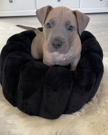 Diese wunderschönen Welpen haben am 05.11.2021 das