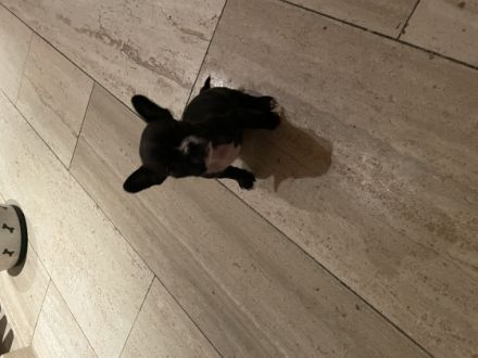Französische Bulldogge, Welpen