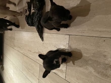 Französische Bulldogge, Welpen