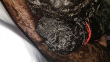 Unsere schwarzen Lockenbärchen sind derzeit einfach nur