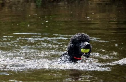 Unsere schwarzen Lockenbärchen sind derzeit einfach nur
