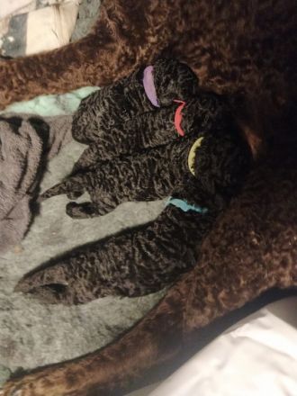 Unsere schwarzen Lockenbärchen sind derzeit einfach nur