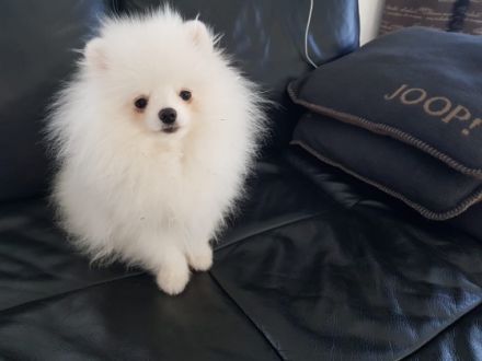 verkaufe hier zwei kleine reinrassige Zwergspitz -