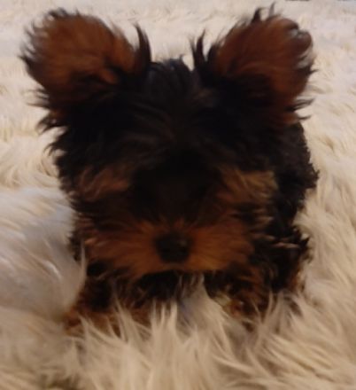 Bella, Unsere Yorkshire Terrier Hündin hat im Herbst