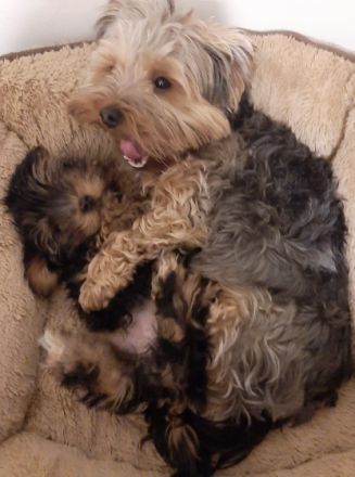 Bella, Unsere Yorkshire Terrier Hündin hat im Herbst