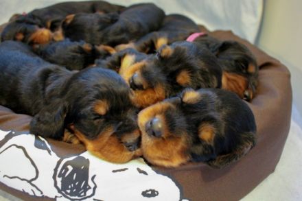 Of Glennfinnan's Magic