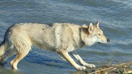 Puppies of czechoslovakian wolfdog are looking for new