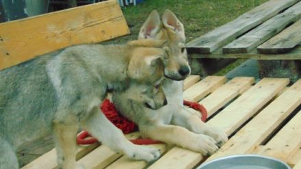 Puppies of czechoslovakian wolfdog are looking for new
