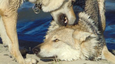 Puppies of czechoslovakian wolfdog are looking for new