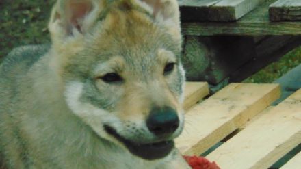 Puppies of czechoslovakian wolfdog are looking for new