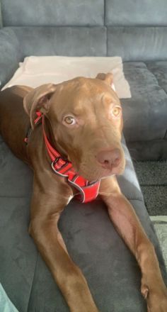 Die 5 Monate alte „nala“ sucht ein neues Zuhause. Sie