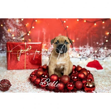 Unsere 10 kerngesunde Welpen in den Farben Fawn mit