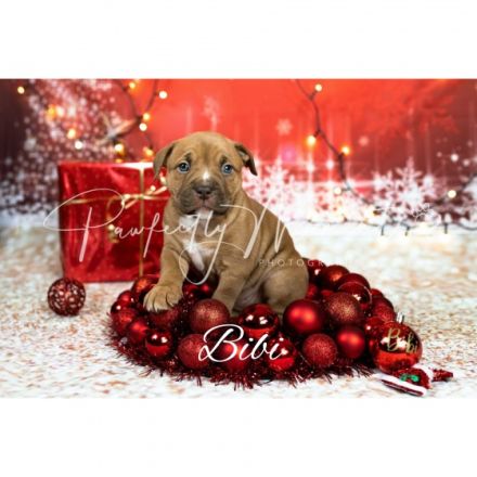 Unsere 10 kerngesunde Welpen in den Farben Fawn mit