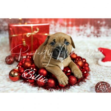 Unsere 10 kerngesunde Welpen in den Farben Fawn mit