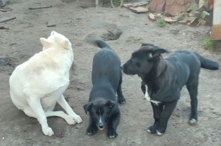 Unsere Kira hat am 12.11.2021 wunderschöne Welpen