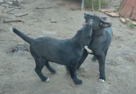 Unsere Kira hat am 12.11.2021 wunderschöne Welpen