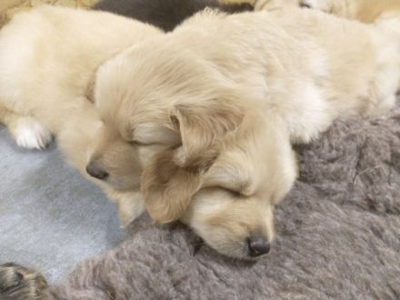 Rassezuchtverein für Hovawart Hunde e.V. VDH