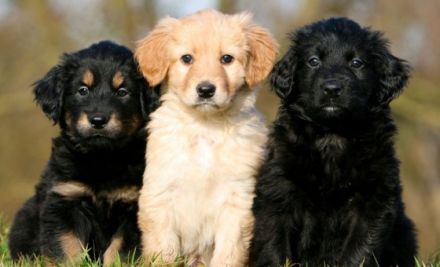 Rassezuchtverein für Hovawart Hunde e.V. VDH