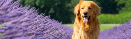 Rassezuchtverein für Hovawart Hunde e.V. VDH