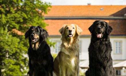 Rassezuchtverein für Hovawart Hunde e.V. VDH