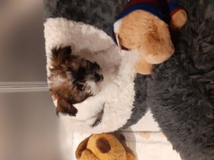 Süßer Bolonka Zwetna Rüde zu vergeben. Er ist neugierig