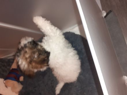 Süßer Bolonka Zwetna Rüde zu vergeben. Er ist neugierig