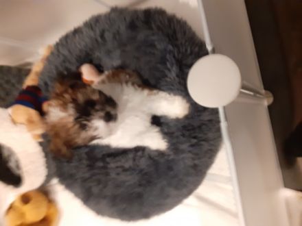 Süßer Bolonka Zwetna Rüde zu vergeben. Er ist neugierig