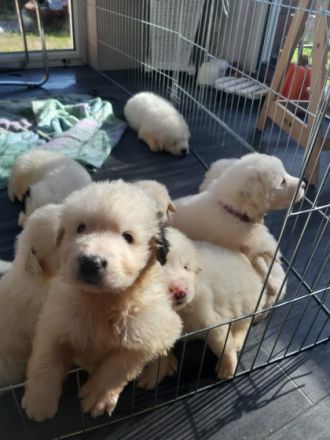 -, Pyrenäenberghund Welpen Geboren am 25.9.21 Könnten