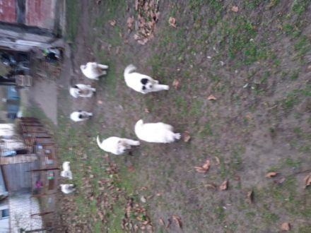 -, Pyrenäenberghund Welpen Geboren am 25.9.21 Könnten