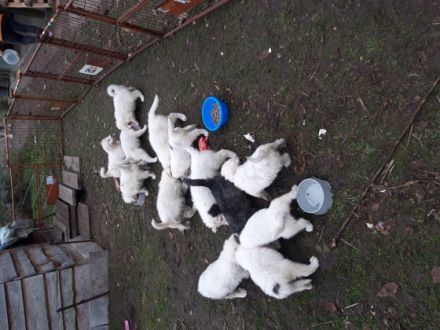 -, Pyrenäenberghund Welpen Geboren am 25.9.21 Könnten