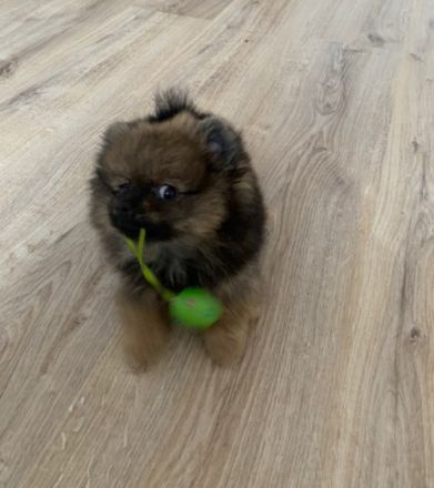 Hallo liebe Tierfreunde, leider müssen wir aus