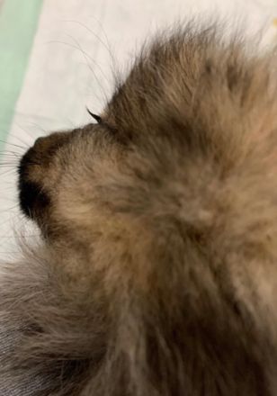 Hallo liebe Tierfreunde, leider müssen wir aus