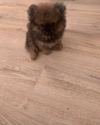 Hallo liebe Tierfreunde, leider müssen wir aus