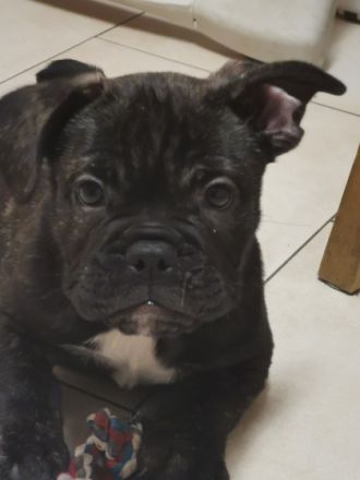 Wir haben noch einen Wunderschönen kräftigen Rüden 