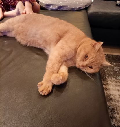 Britisch Kurzhaar, Schweren Herzens müssen wir uns von