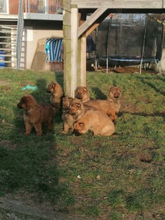 Hallo liebe Hundefreunde, am 13.11.21 hat unsere Hündin