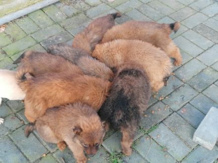 Hallo liebe Hundefreunde, am 13.11.21 hat unsere Hündin