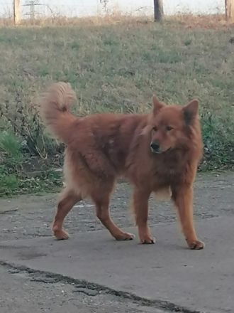 Hallo liebe Hundefreunde, am 13.11.21 hat unsere Hündin