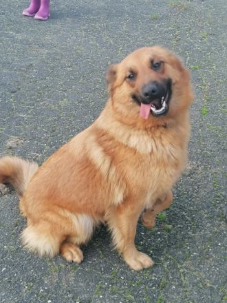 Hallo liebe Hundefreunde, am 13.11.21 hat unsere Hündin