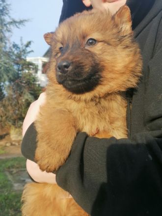 Hallo liebe Hundefreunde, am 13.11.21 hat unsere Hündin