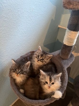 Hallo, Hier verkaufe ich meine drei Maine Coon-Babys.