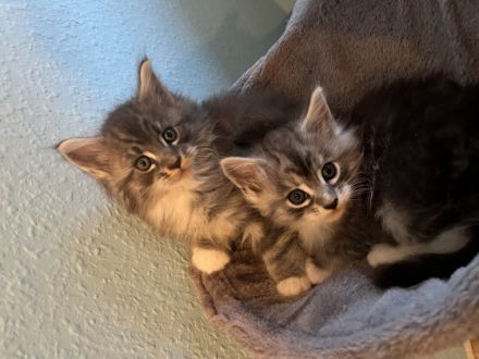 Hallo, Hier verkaufe ich meine drei Maine Coon-Babys.