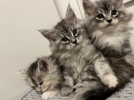 Hallo, Hier verkaufe ich meine drei Maine Coon-Babys.