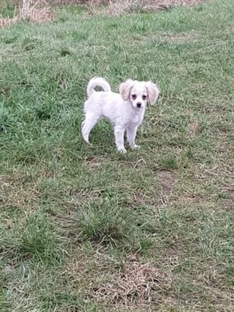 Zauberhafte cockapoo Mädels, Mutter cockapoo, Vater