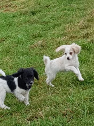 Zauberhafte cockapoo Mädels, Mutter cockapoo, Vater