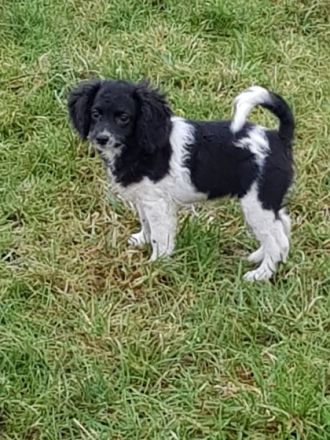 Zauberhafte cockapoo Mädels, Mutter cockapoo, Vater