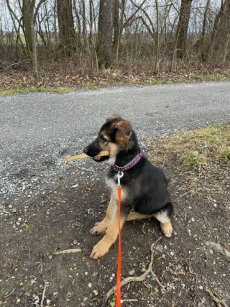 Unser letzter Welpe aus lieber Hobbyzucht suchen noch