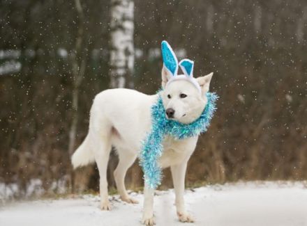 Es sind gepflegte gesunde kastrierte geimpfte schöne