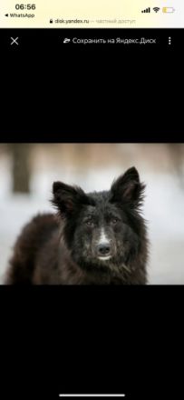 Es sind gepflegte gesunde kastrierte geimpfte schöne