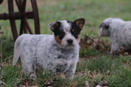 Wunderschöne Australian Cattle Dog Welpen suchen ein